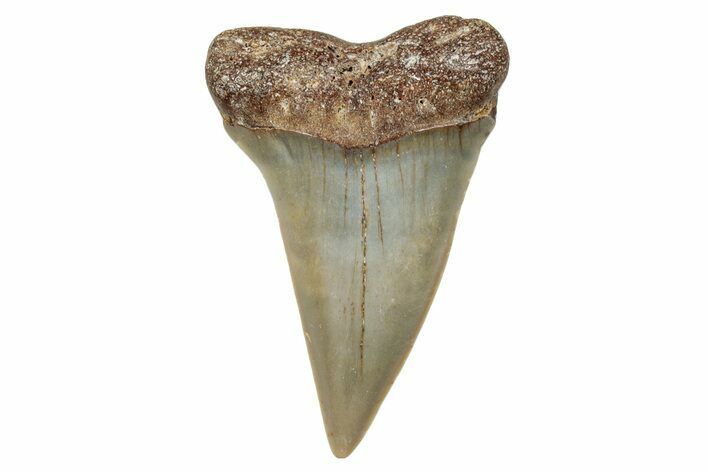 Fossil Broad-Toothed Mako Shark Tooth - North Carolina #272975